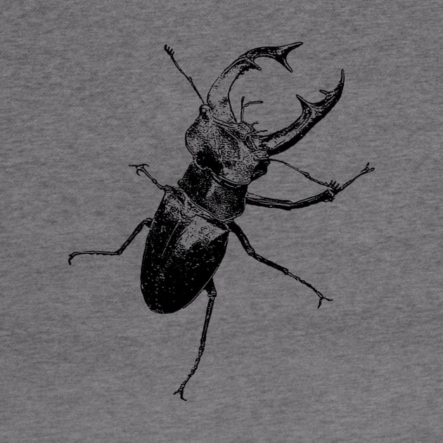 Stag-beetle by Guardi